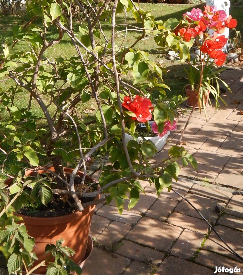 Eladó murvafürt (bougainvillea)