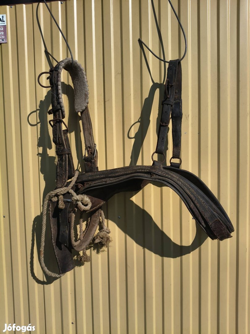 Eladó nagy ló, csikó hám.