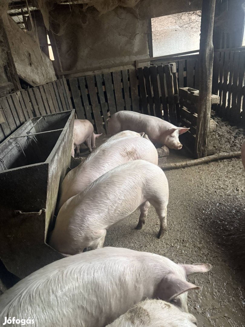 Eladó nagyfehér hízók