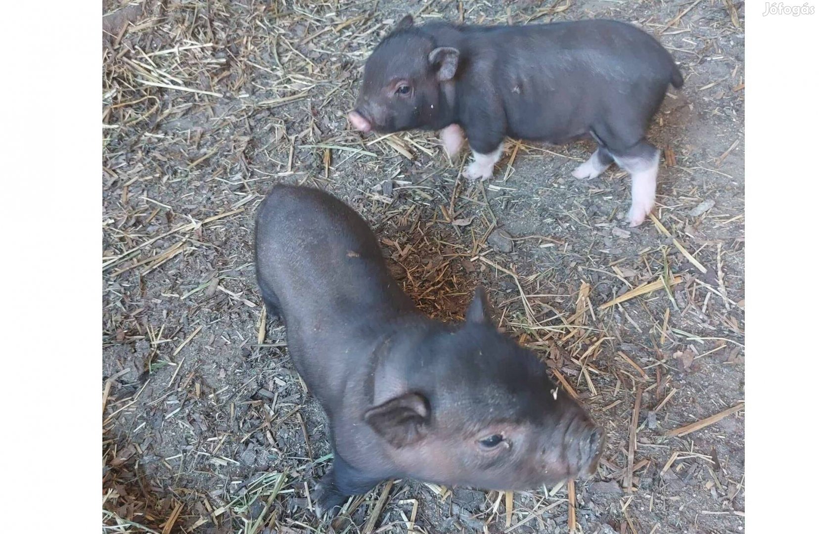 Eladó nagyon szelíd vietnámi kismalacok!