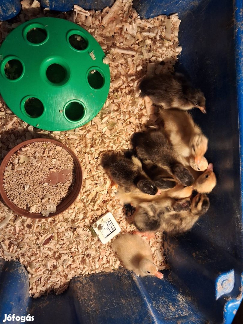 Eladó napos kacsák