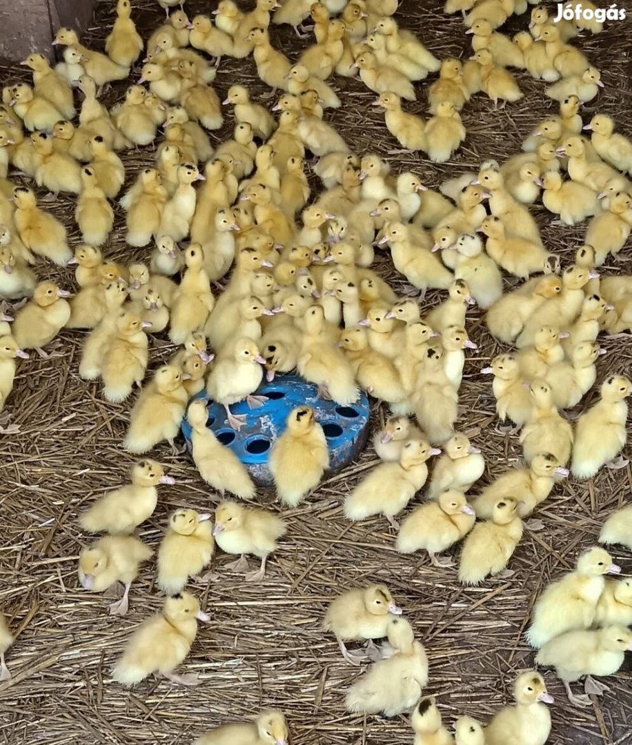 Eladó napos mulárd máj kacsák