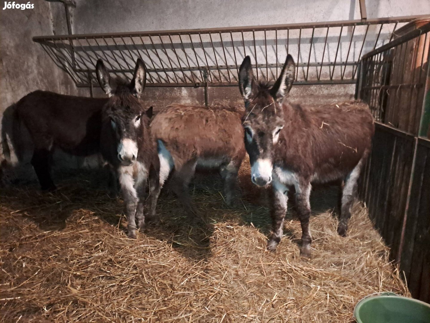 Eladó négy darab 1,5 éves szamár kanca csikók.