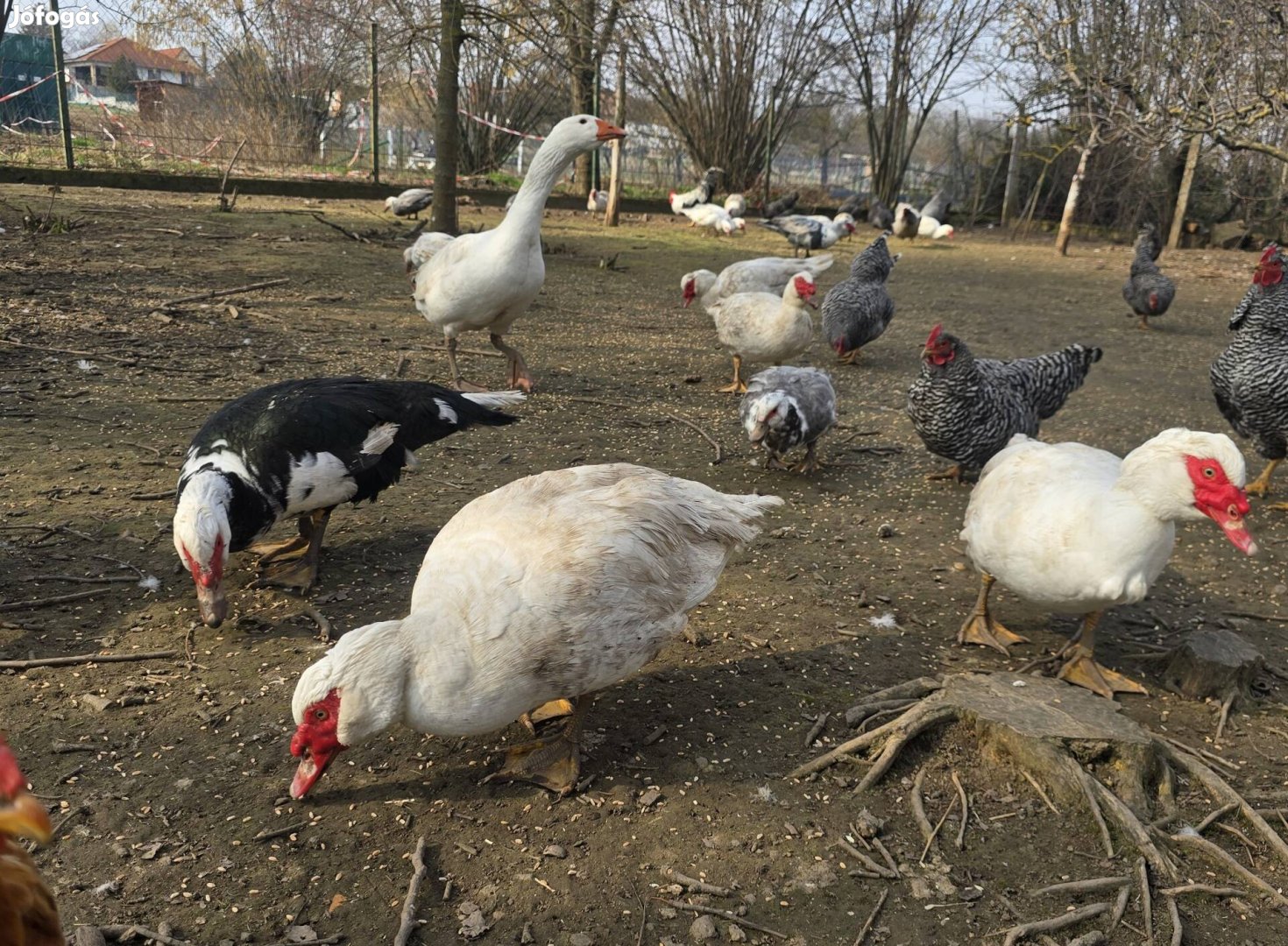 Eladó néma kacsa, pézsma réce.