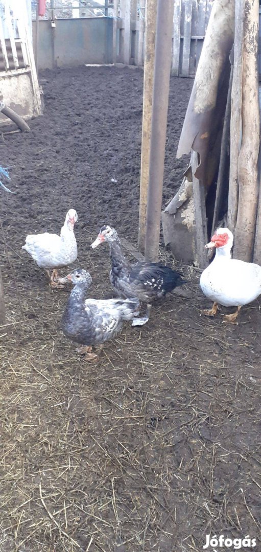 Eladó némakacsák Szigetszentmiklóson