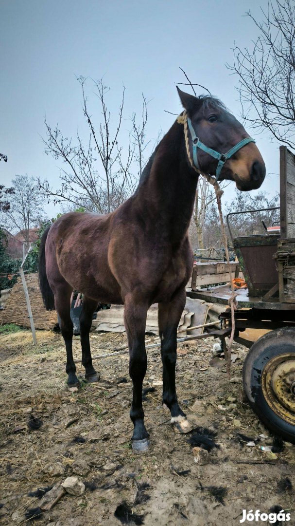 Eladó nonius csikó