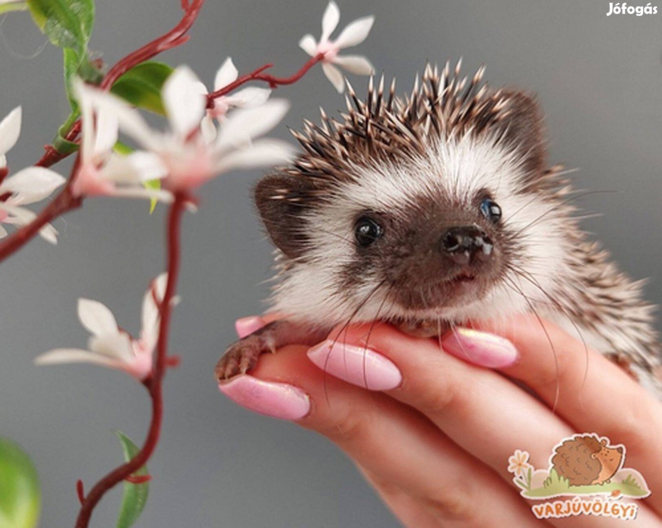 Eladó növendék afrikai törpesünik