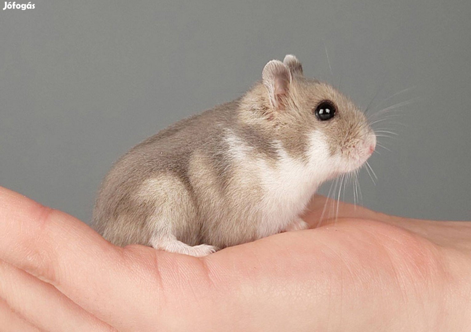 Eladó növendék dzsungáriai törpehörcsögök
