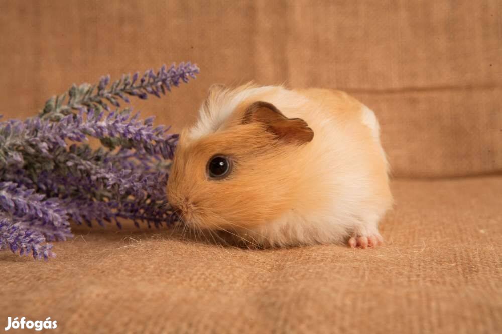 Eladó növendék kisfiú tengerimalacok