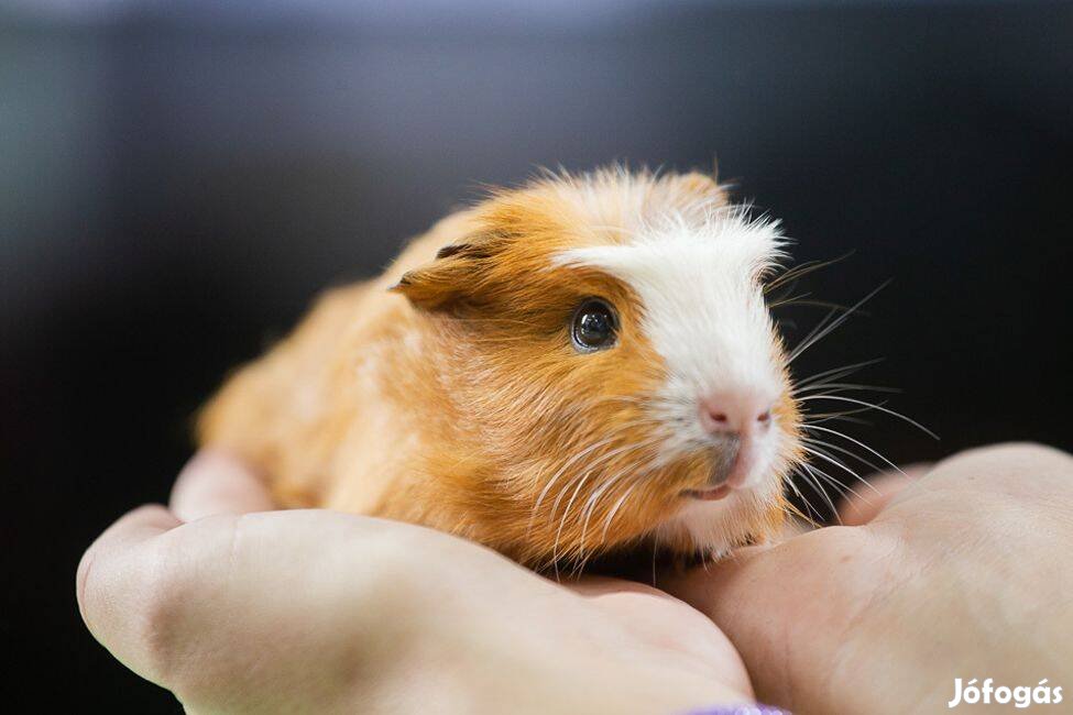 Eladó növendék kislány tengerimalacok