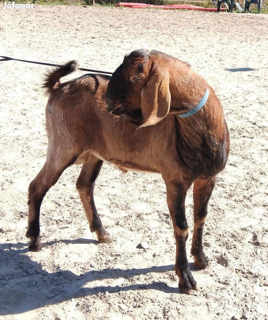 Eladó núbiai bak