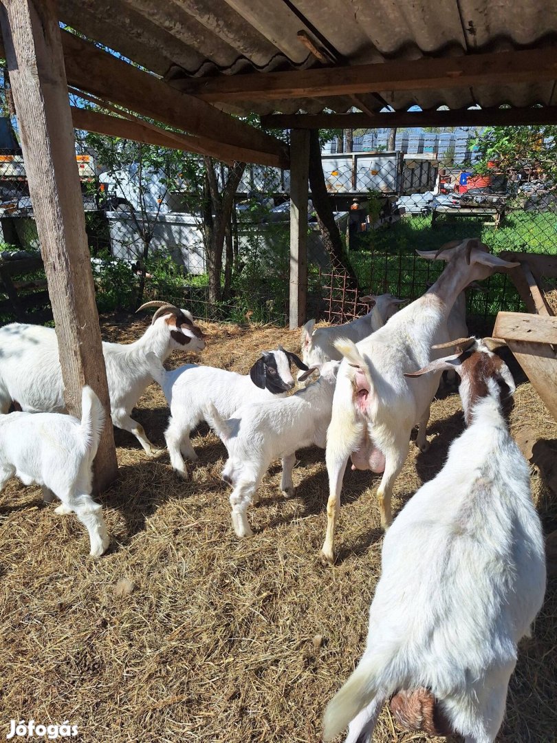 Eladó núbiai es búr keverék kecskék