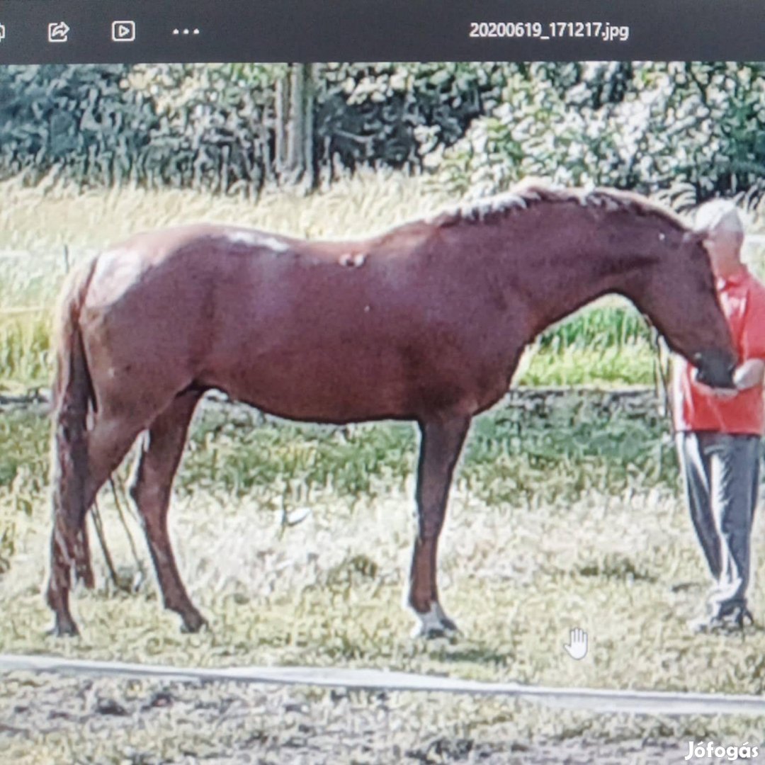 Eladó nyeregtájon sütött sportló