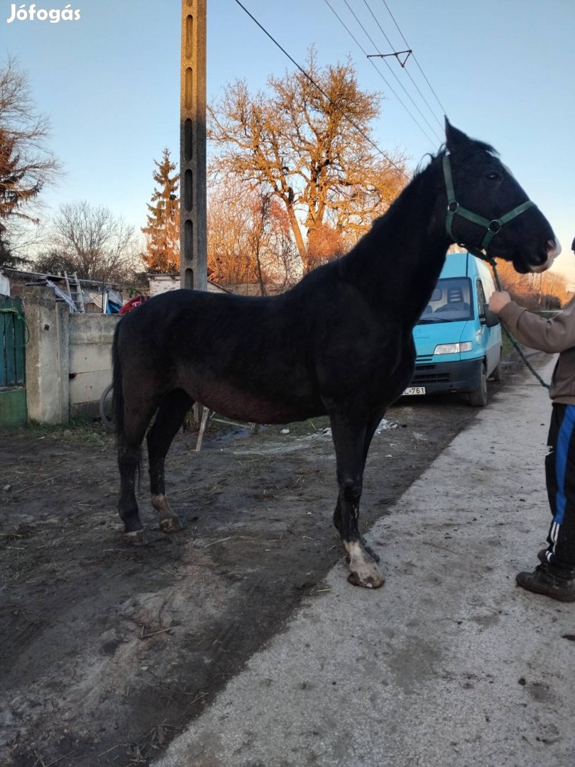 Eladó nyugodt szelíd ló 