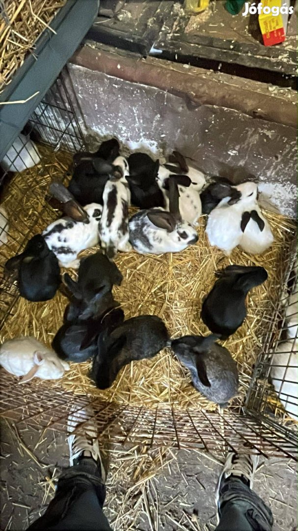 Eladó nyúl Tatárszentgyörgy