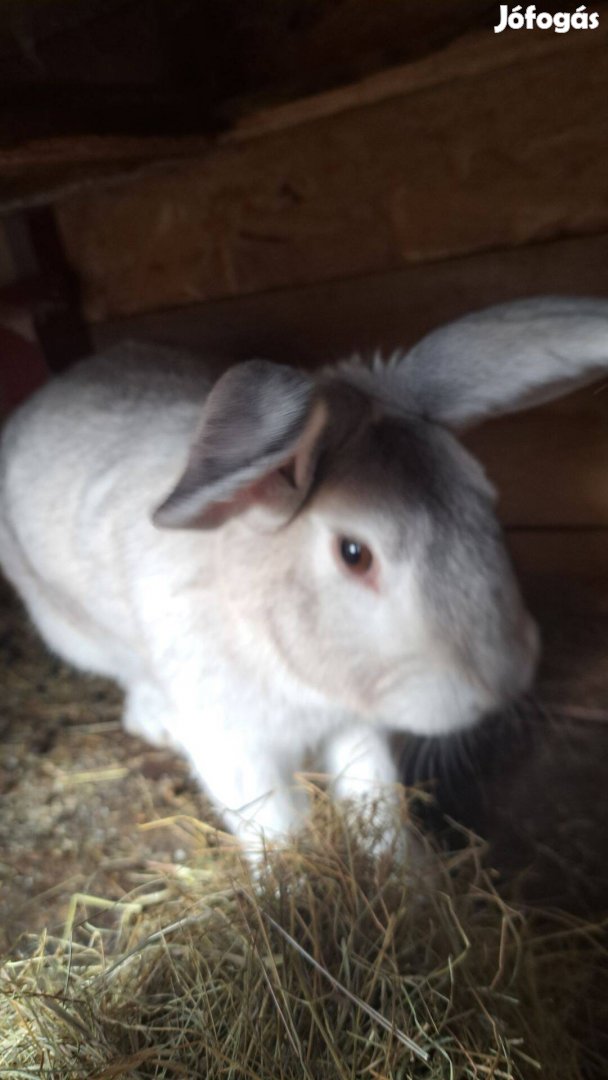 Eladó nyúl- kan