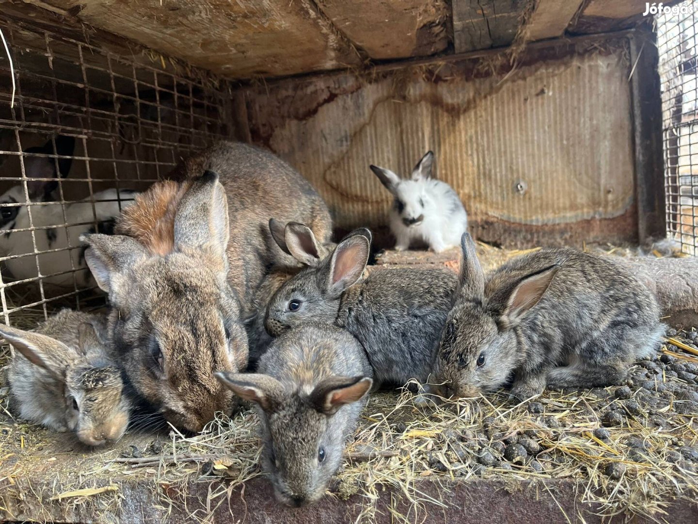 Eladó nyulak