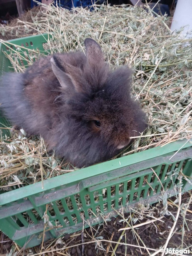 Eladó nyúlak