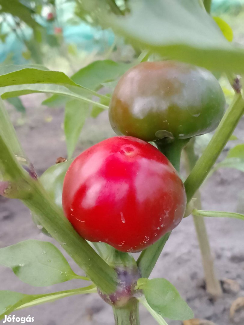 Eladó óriás csípős cseresznye paprika