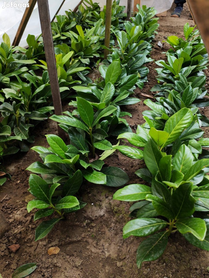 Eladó örökzöld Novita babérmeggy 1000Ftpalánt