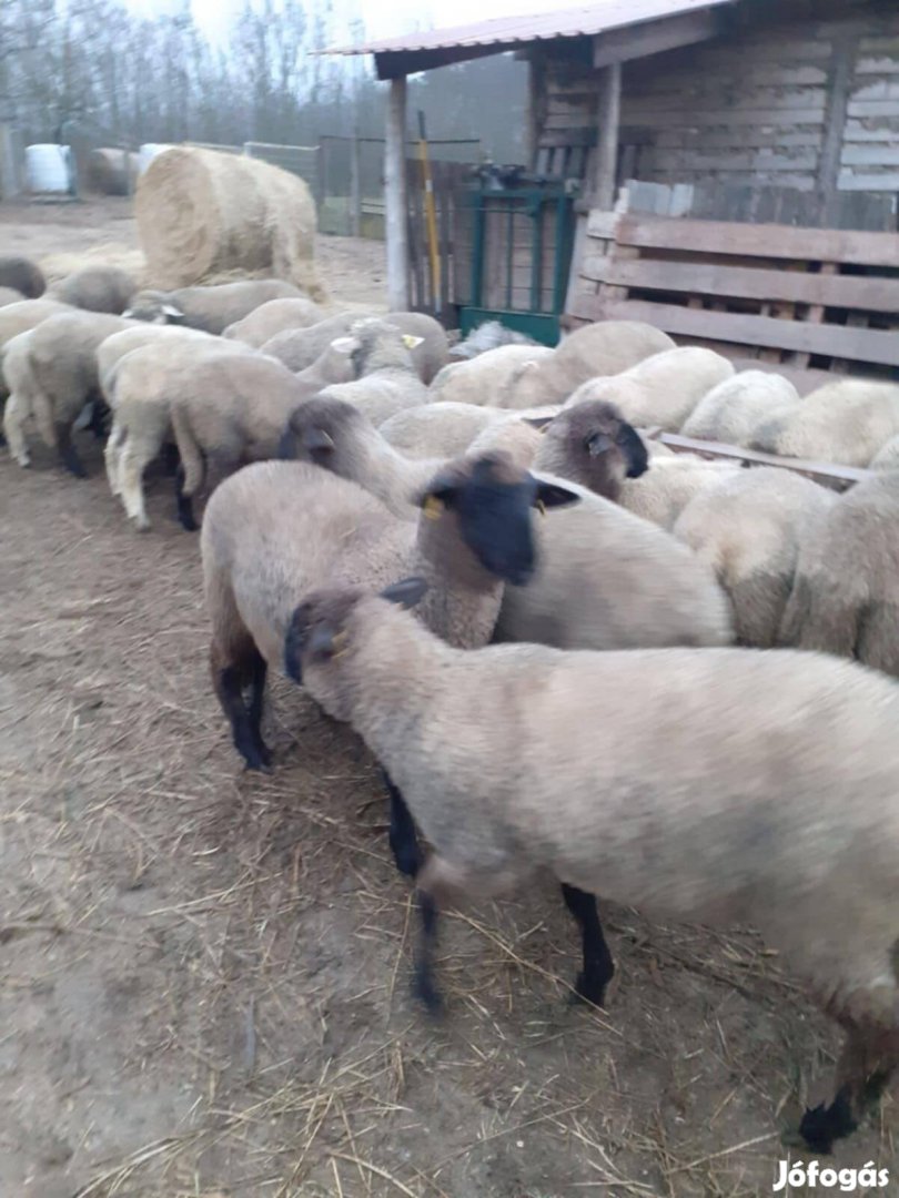 Eladó őshonos cigája