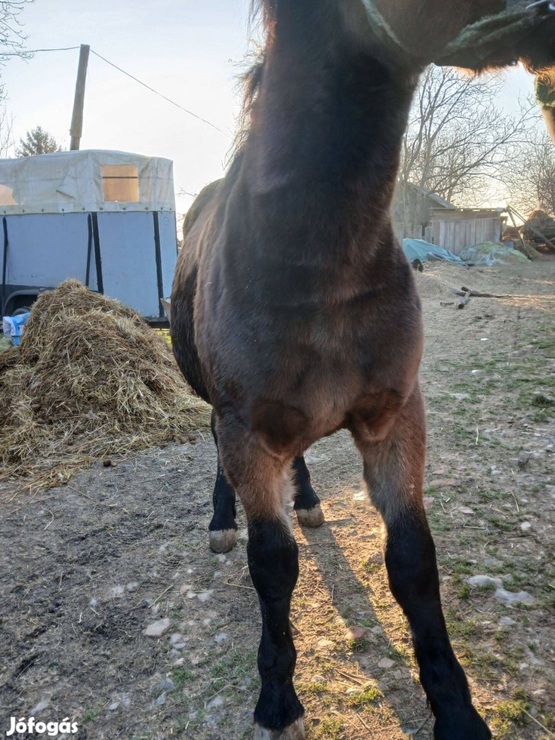 Eladó öshonos csikók