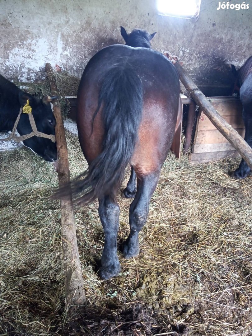 Eladó őshonos magyar hidegvérű csiko