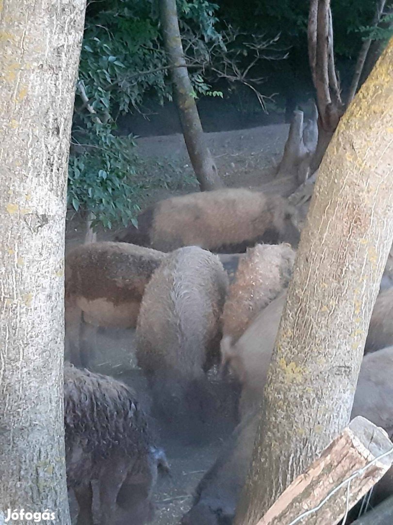 Eladó őshonos vörös mangalica