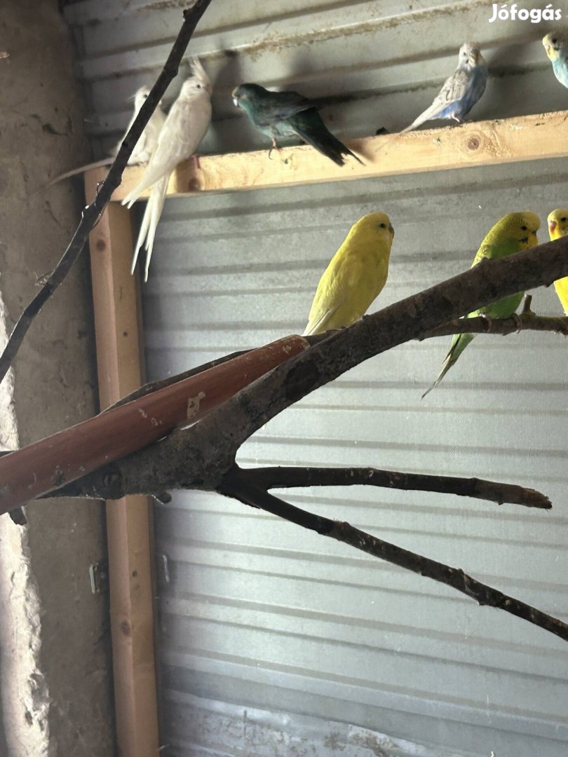 Eladó papagájok