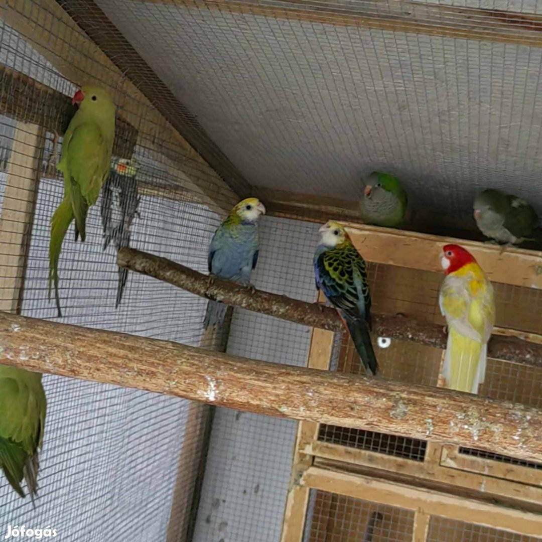 Eladó papagájok
