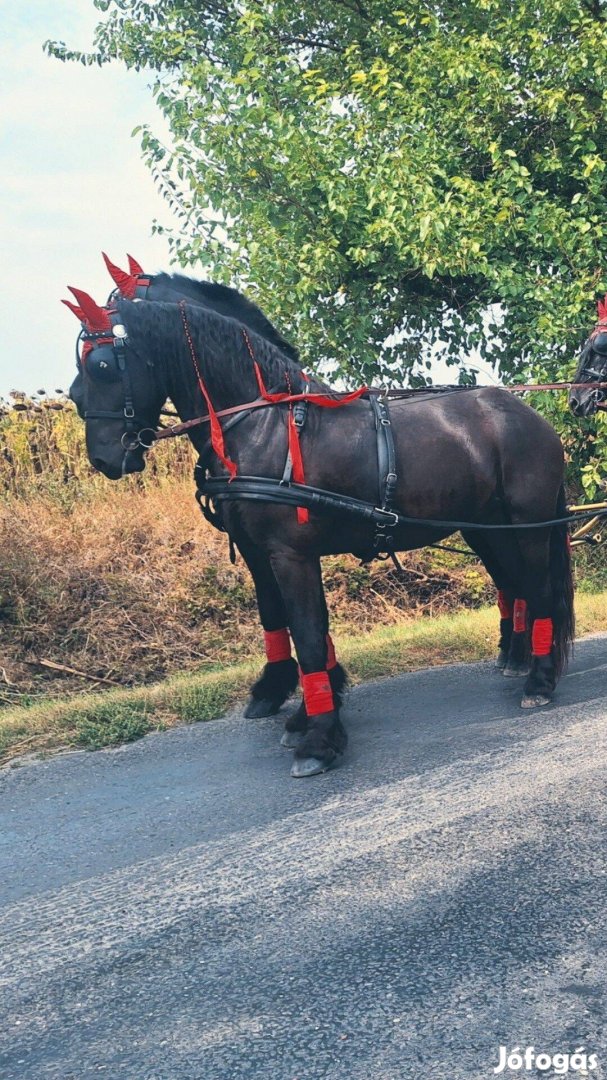 Eladó páros Friz lovak