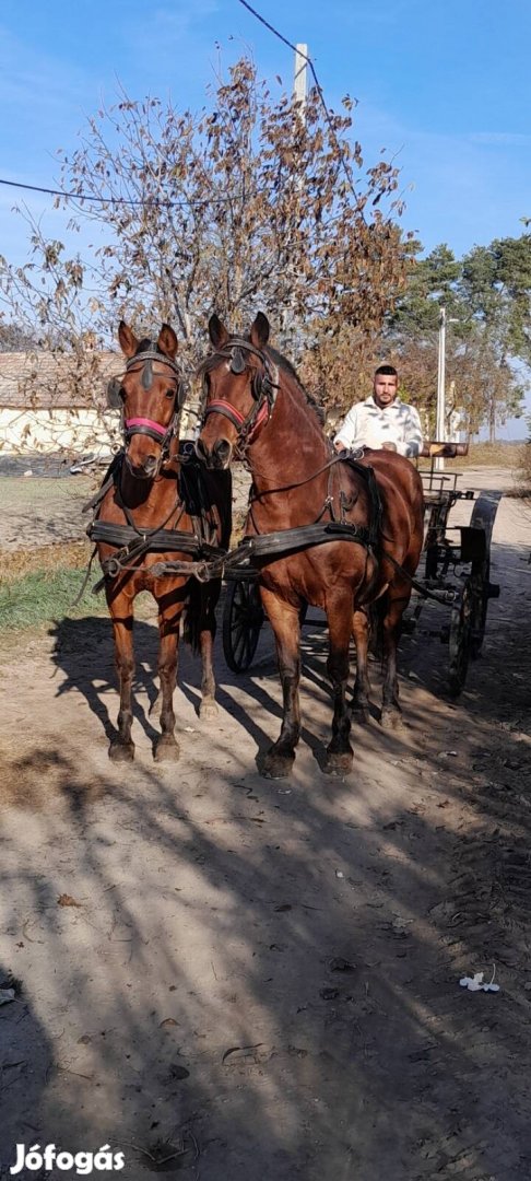 Eladó páros kanca lovak