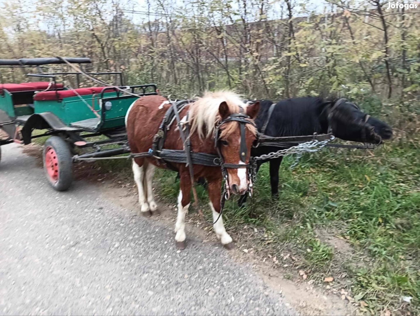 Eladó páros pónik 