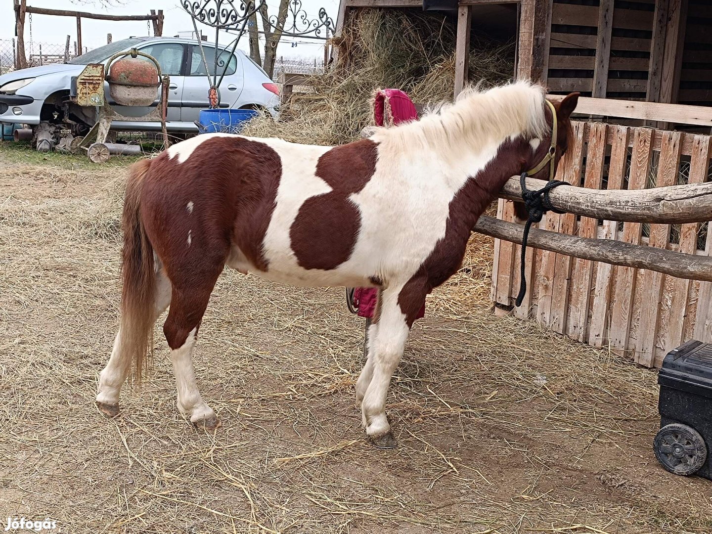 Eladó páros utleveles herélt pónik 