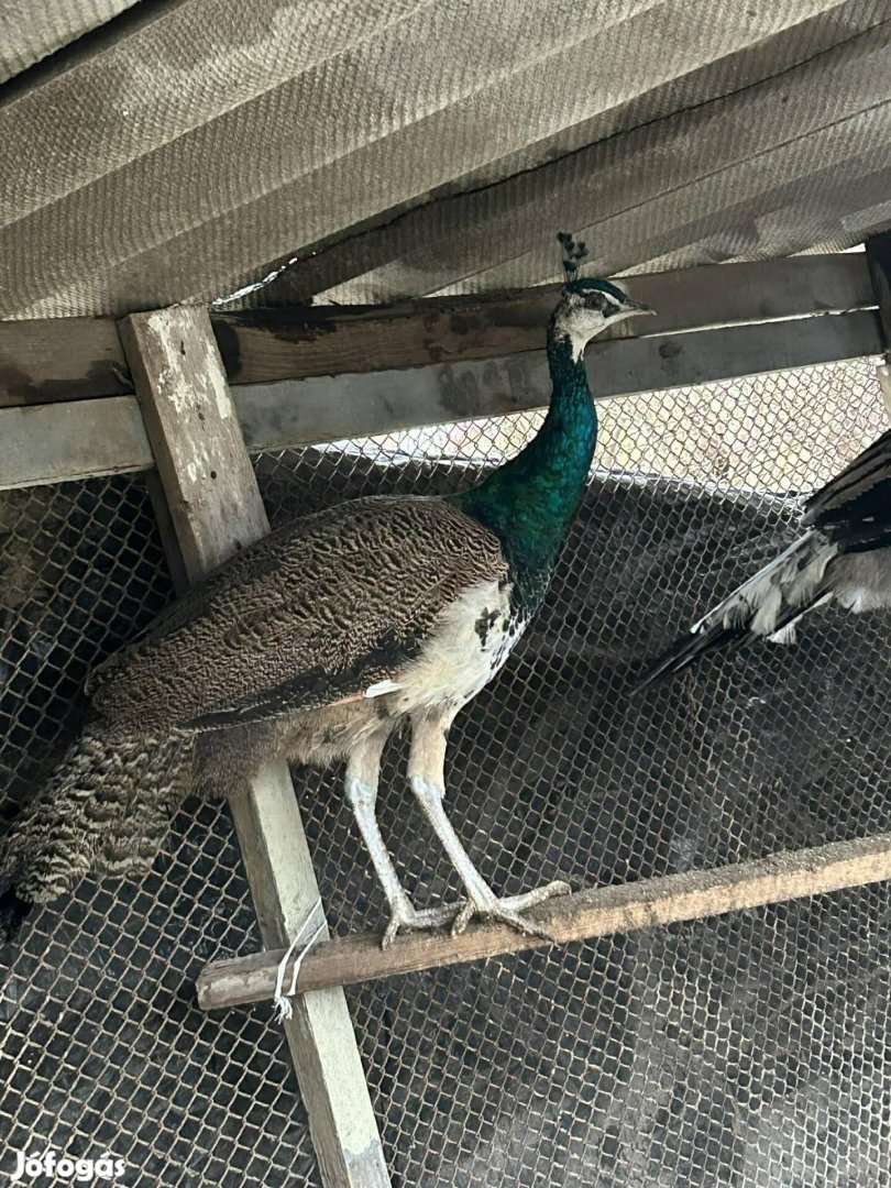 Eladó páva kakas