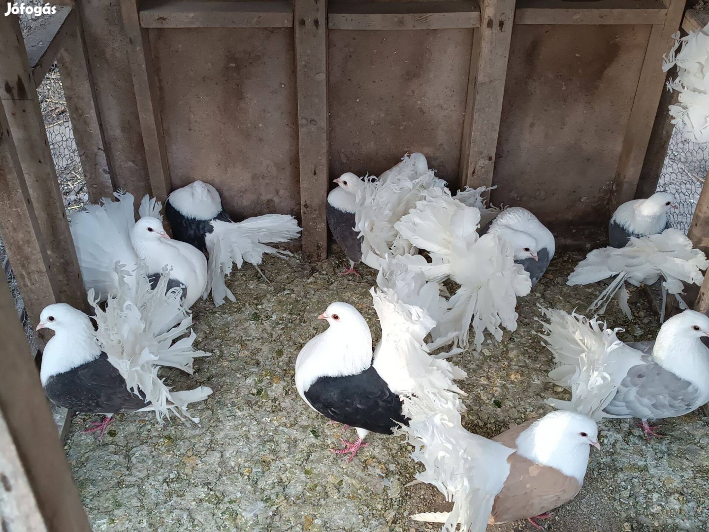 Eladó pávagalambok