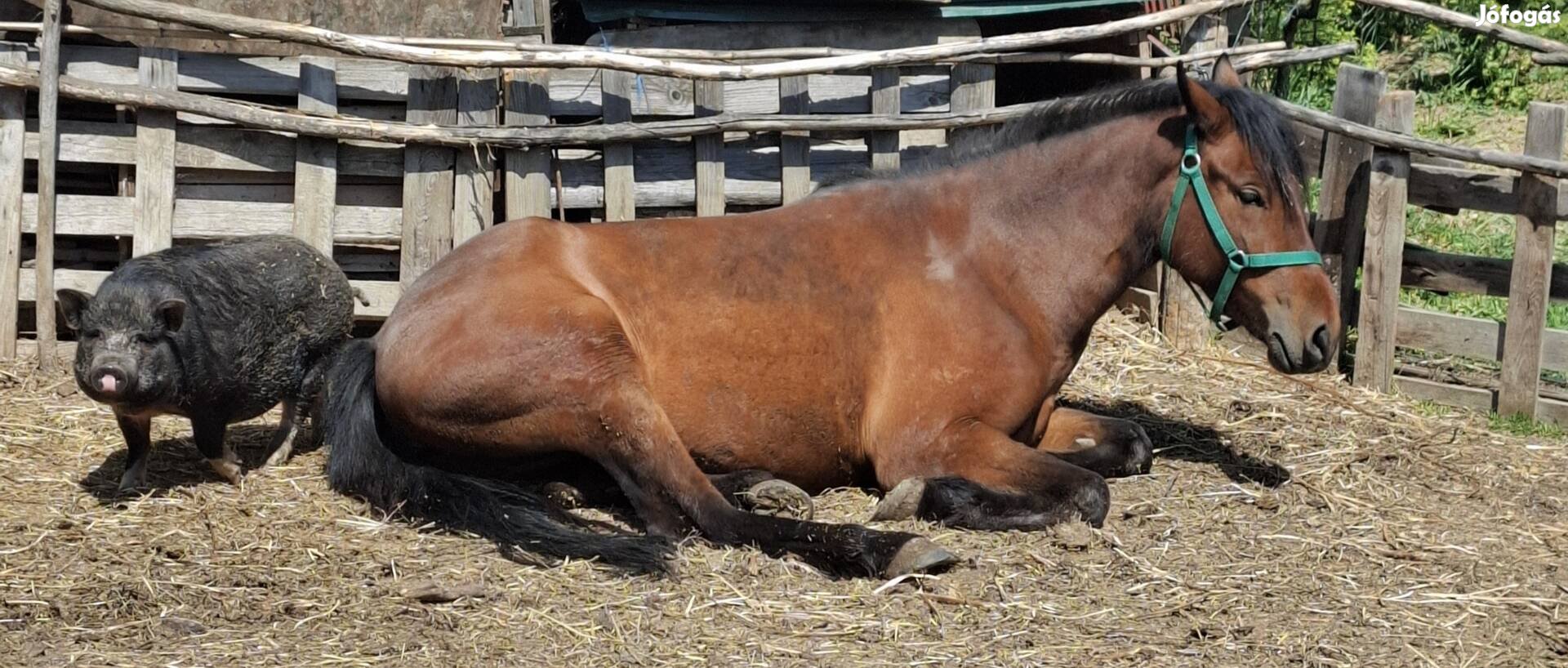 Eladó pej csikó 