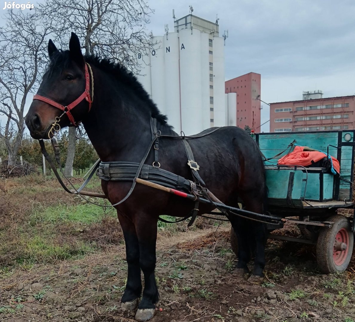 Eladó pej csődör ló