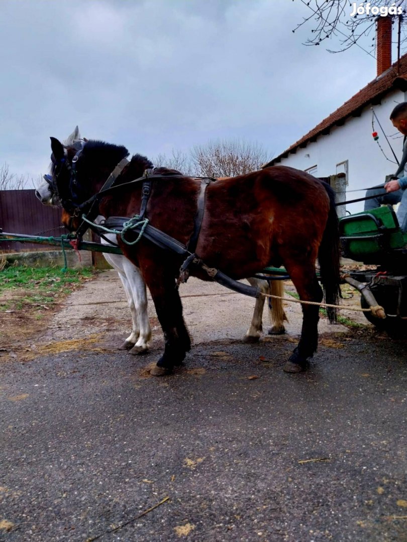 Eladó pej herélt 