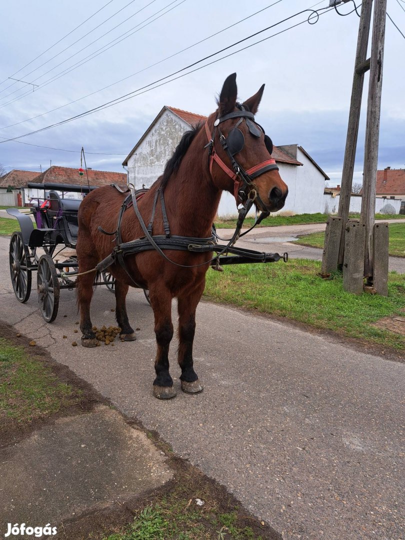 Eladó pej kanca ló 