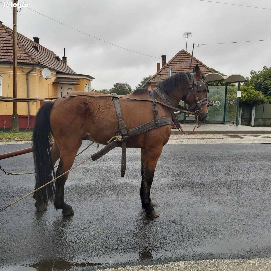 Eladó pej lo vagy csere is érdekel