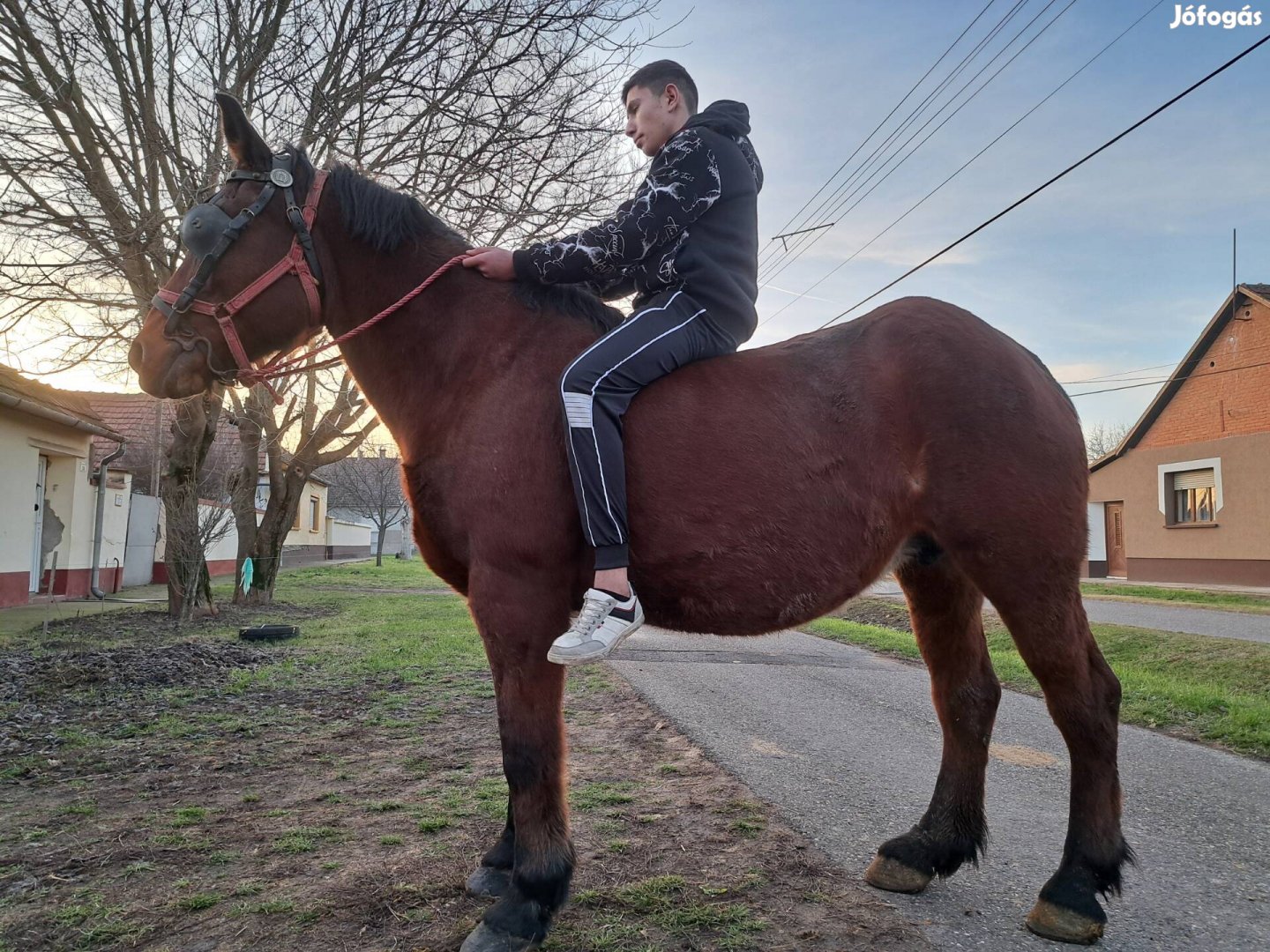 Eladó pej sodrott kanca 