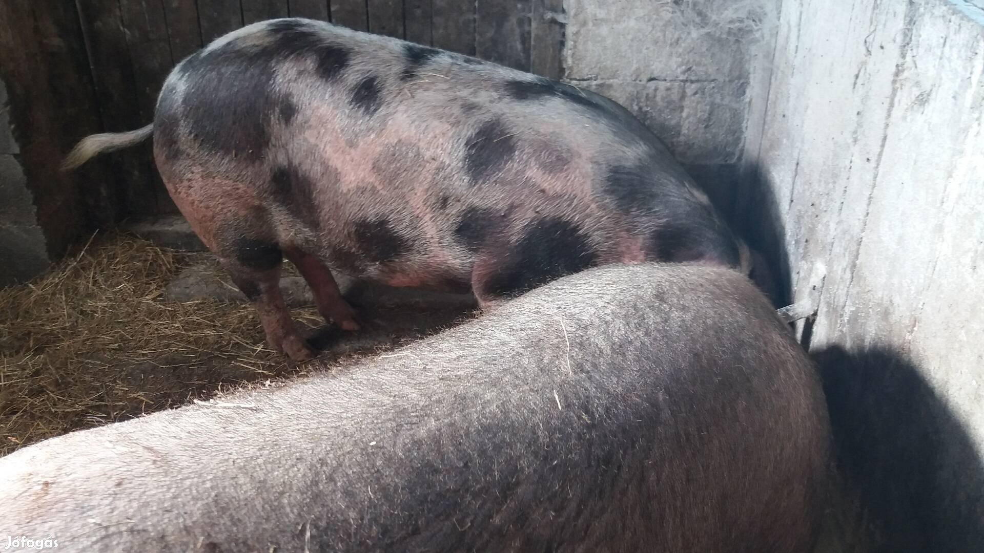 Eladó pietrain x duroc hízók