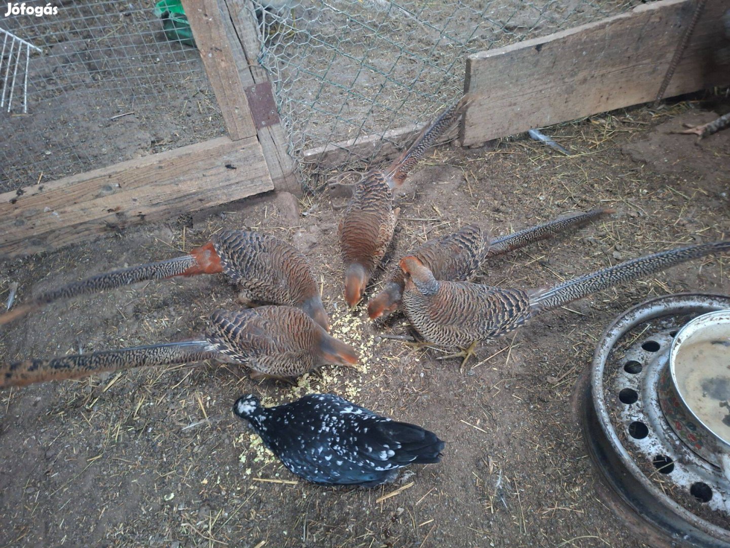 Eladó piros arany fácán