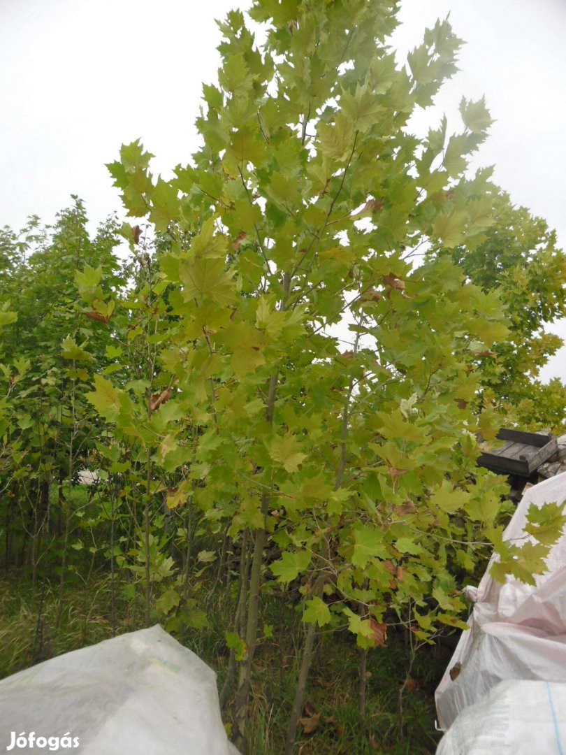 Eladó platán fák. ( Platanus ocerifolia )