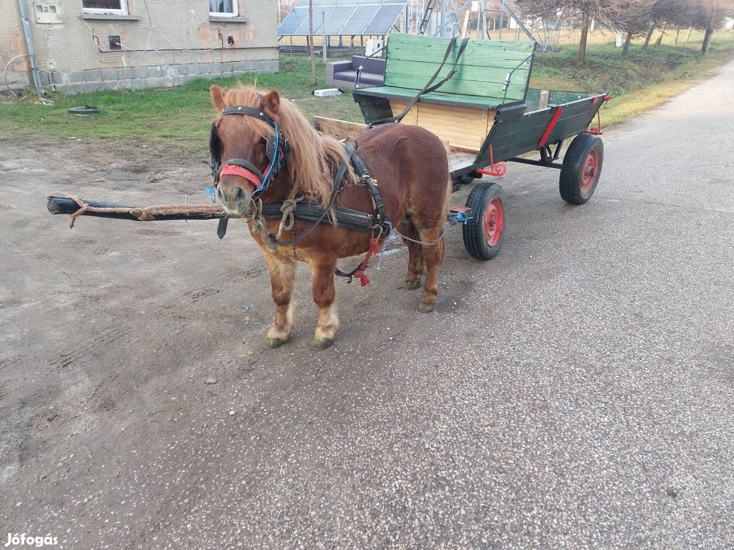 Eladó póni Ló settlandi