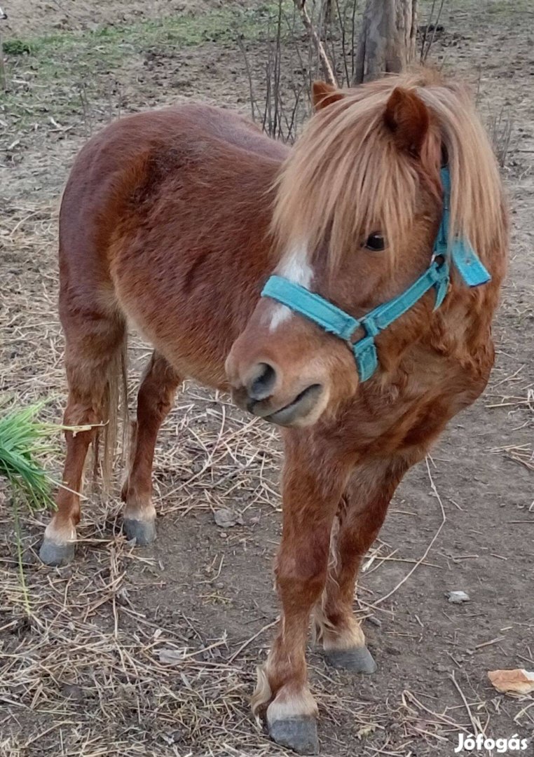 Eladó póni csikó