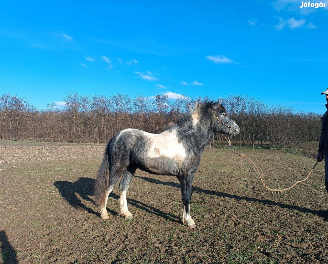 Eladó póni csődör csikó