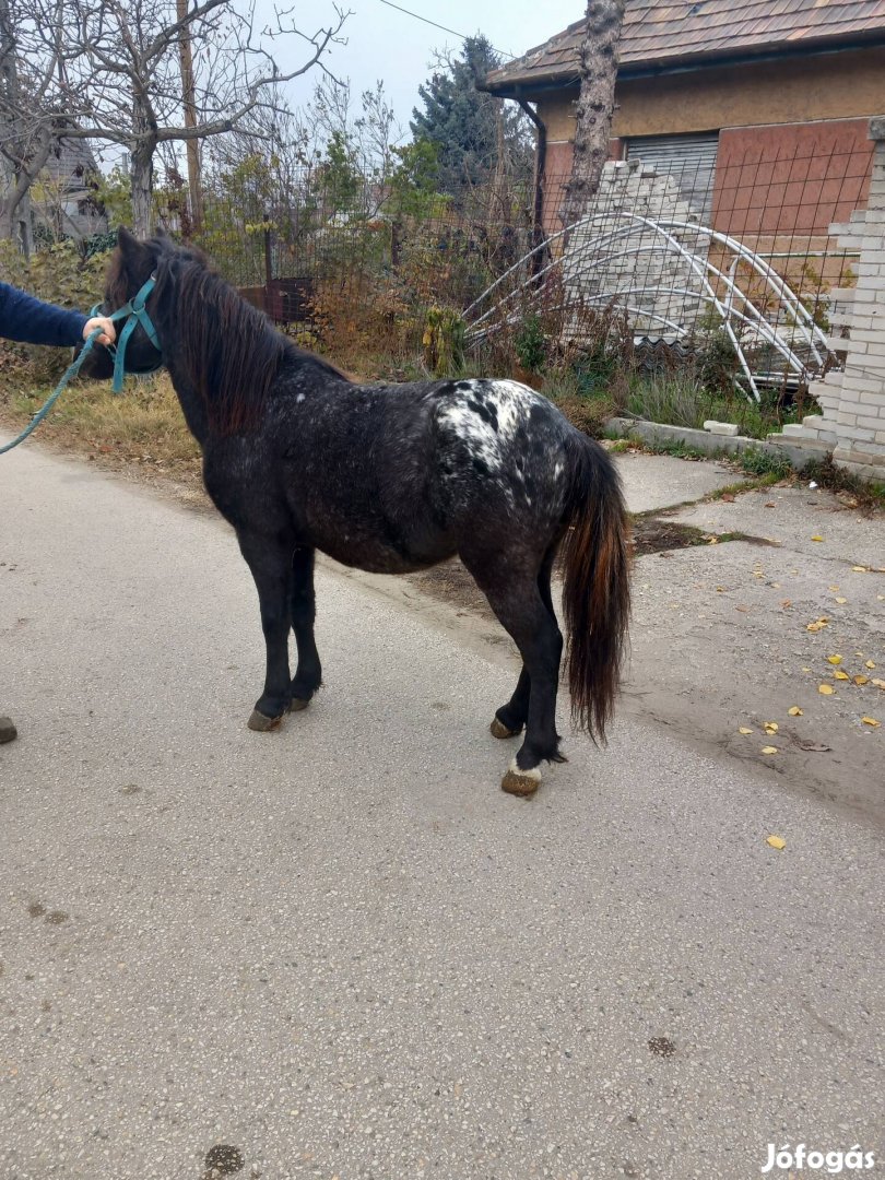 Eladó póni egyes kocsis 