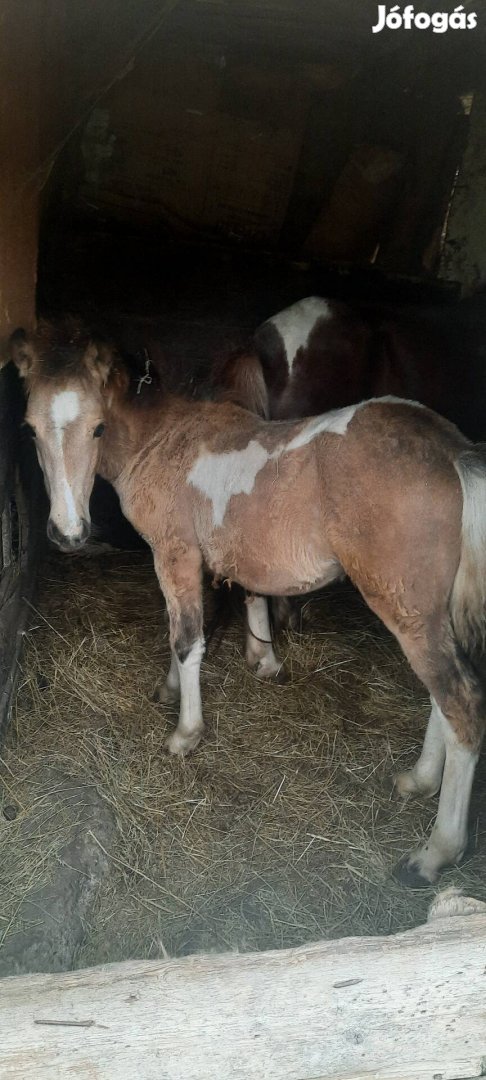 Eladó poni kanca 